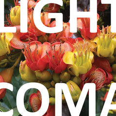 Light Coma : "Concord" Lp