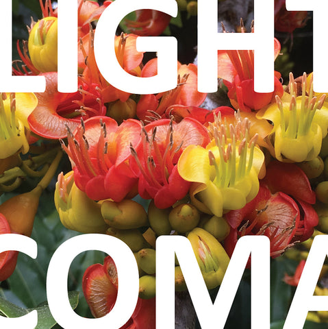 Light Coma : "Concord" Lp